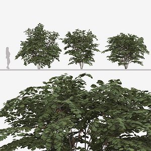 Set of Cercis chinensis or Chinese redbud Plants 3D