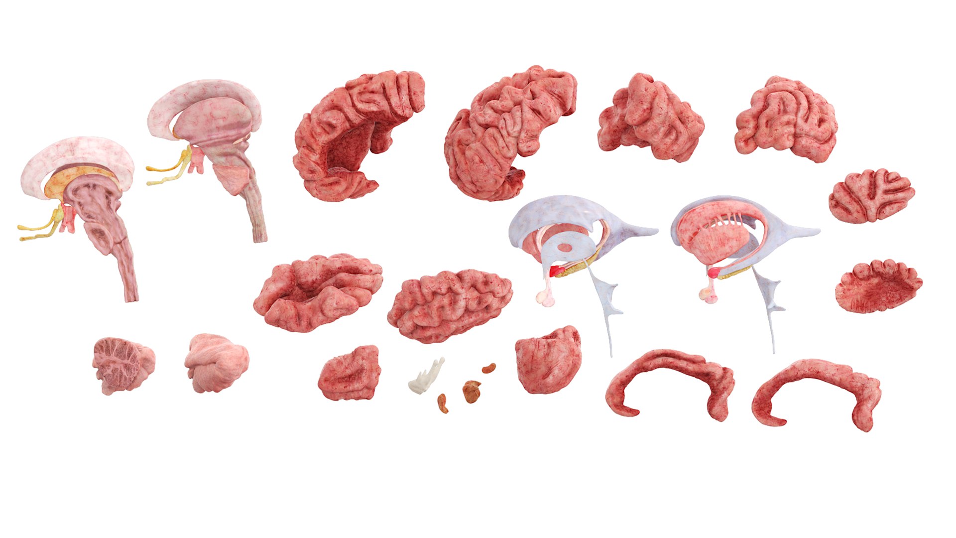 3D Model Male Head Realistic Anatomy TurboSquid 2169018