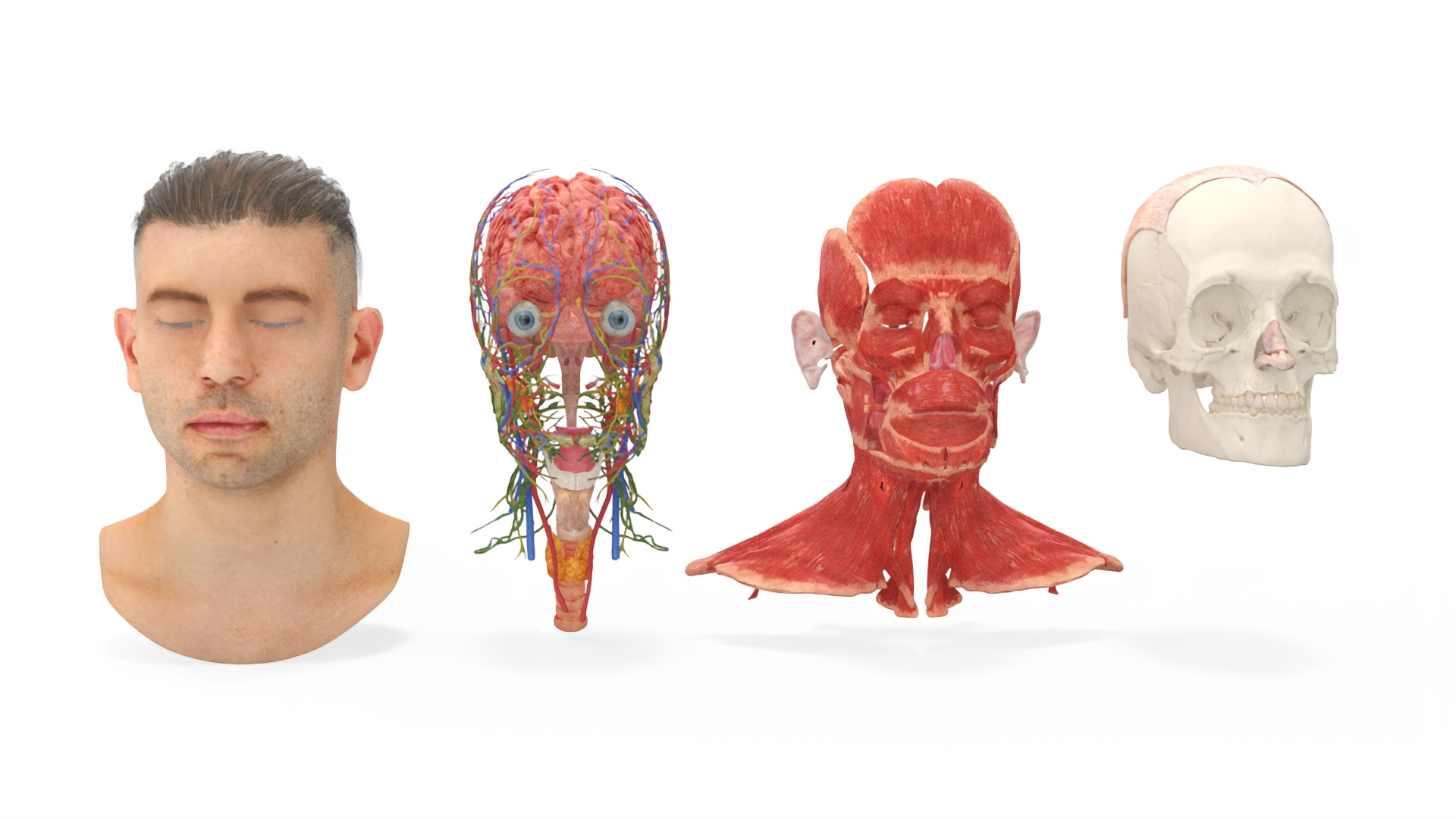 3D Model Male Head Realistic Anatomy TurboSquid 2169018