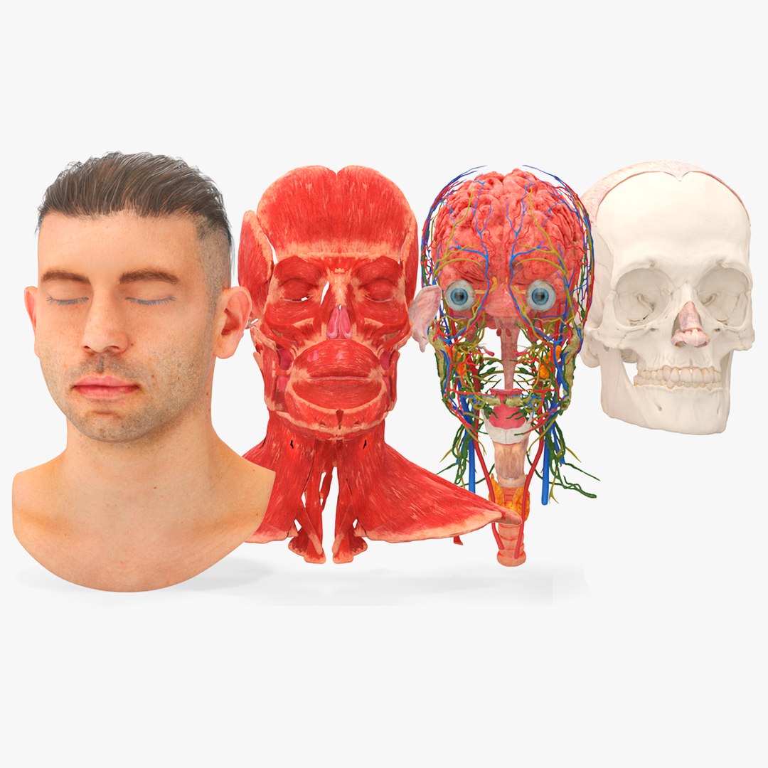 Male Head Realistic Anatomy 3D model preview