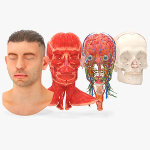3D model Male Head Realistic Anatomy