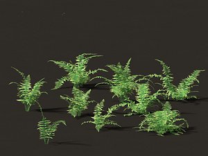 Microlepia strigosa - hay-scented fern 01
