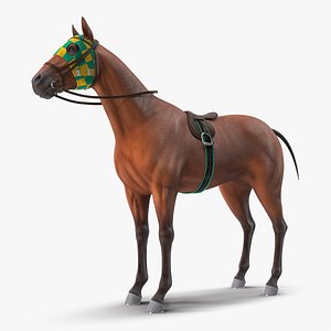 bay racehorse animal horse model