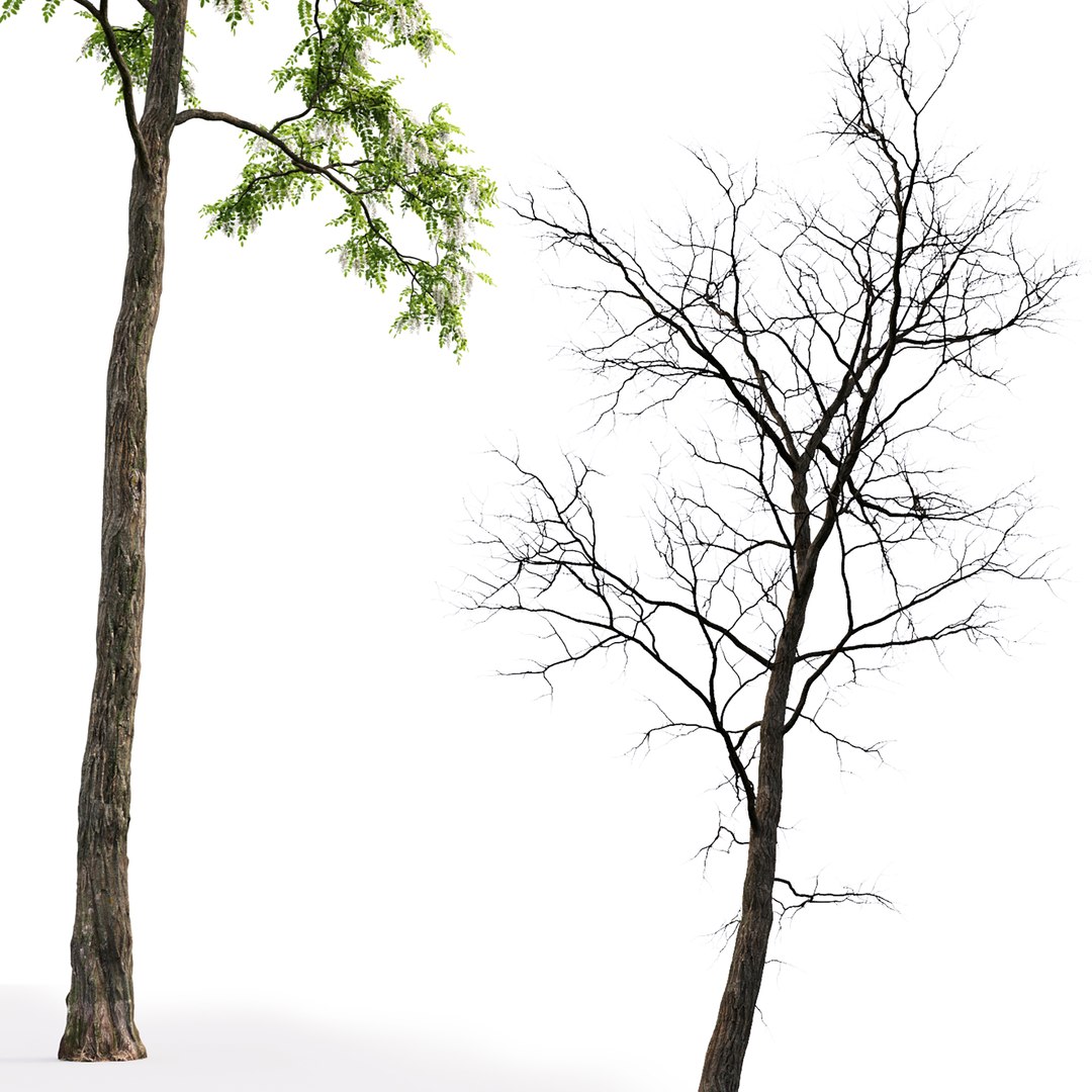 3D model acacia tree https://p.turbosquid.com/ts-thumb/6K/qdsJ2Z/8V/3/jpg/1614422904/1920x1080/fit_q87/d5b08d67a8030f6bb467372a2c0ce3c9fb0e06f4/3.jpg