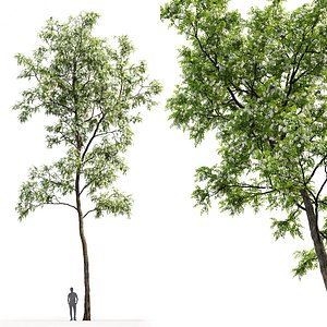 Robinia pseudoacacia 04