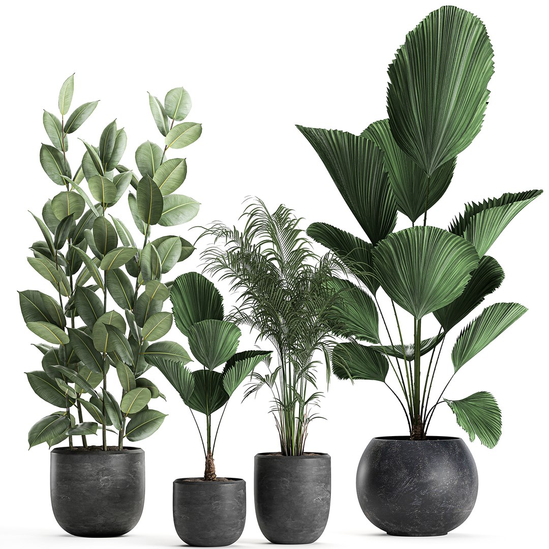 3D model plants black - TurboSquid 1599522