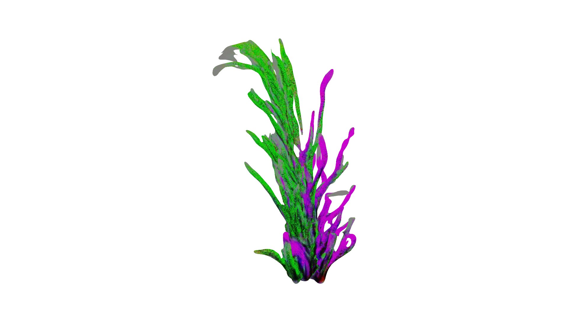 3D Seaweed Model - TurboSquid 2221422