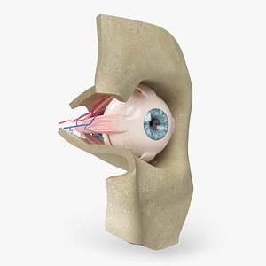 Eye Anatomy