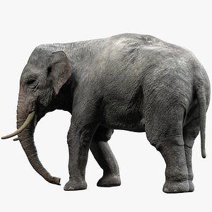 Asian Elephant(Rigged)