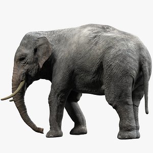 Asian Elephant(Rigged)