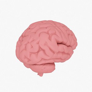 Brain