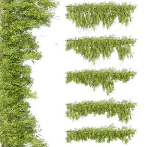 3D model plant vol 698 - bush - ivy - Outdoor