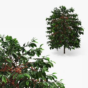 Coffee Plant with Ripe Berry Clusters Green Red