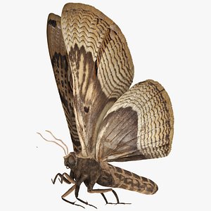 Animated Owl Moth Flight Rigged for Cinema 4D 3D model