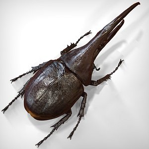 hercules beetle 3ds