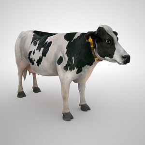 Holstein cow