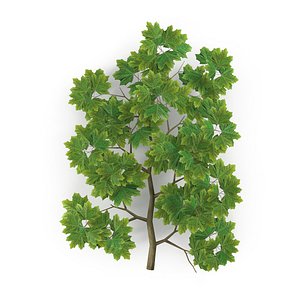Maple Branch Grean V2 3D model