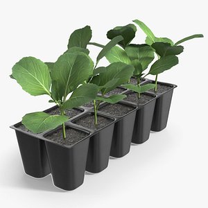 3D Cabbage Seedlings in Plastic Nursery Tray Black model