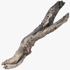 3D Tree trunk 3d scan highpoly model