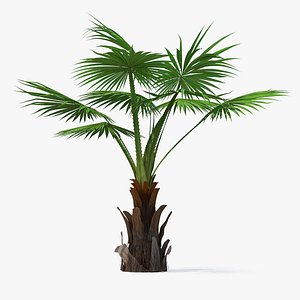 Mexican Fan Palm