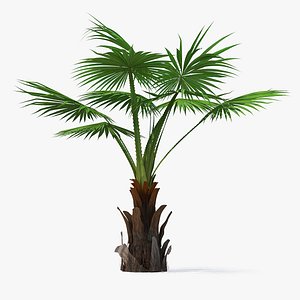Mexican Fan Palm