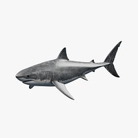 Great White Shark Rigged 8 Animations Blender FBX GLB