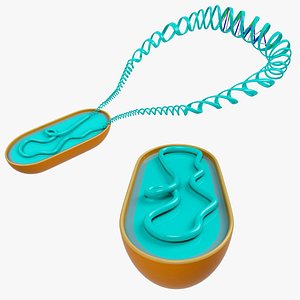 3D Prokaryotes chromosome model