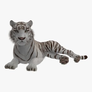 Lying White Tiger with Fur 3D Model