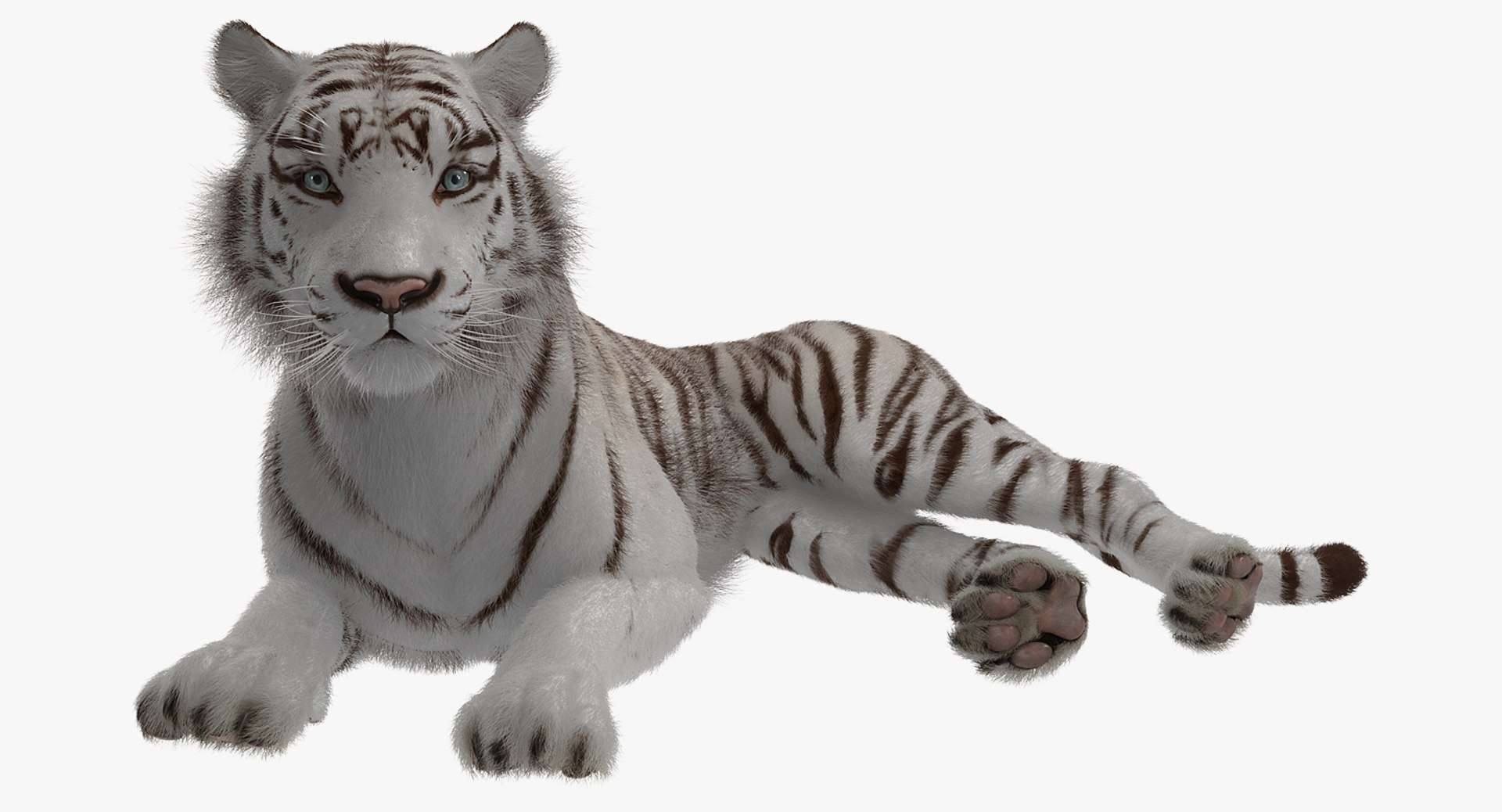 Lying White Tiger with Fur 3D Model 3D model preview