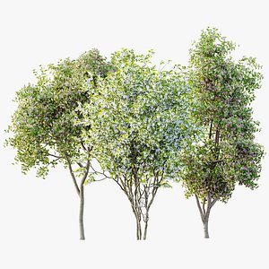 AV Spring blooming trees Butterfly Orchid Geranium Bauhinia and Amelanchier Lamarckii