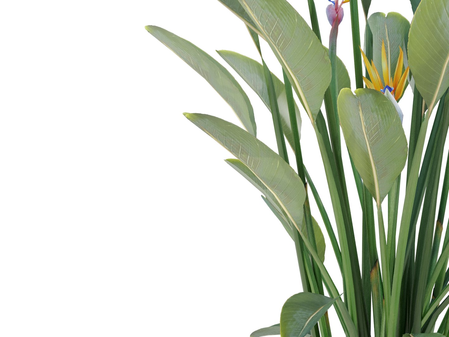 plant strelitzia reginae 3D model https://p.turbosquid.com/ts-thumb/6M/ANoVDS/EU/strelitziareginaebirdrender04/jpg/1700570202/1920x1080/fit_q87/f23c2f0595724cac532810f0b20987fdab73139a/strelitziareginaebirdrender04.jpg