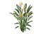 STRELITZIA REGINAE PARADIESVOGEL