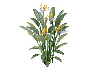STRELITZIA REGINAE BIRD OF PARADISE
