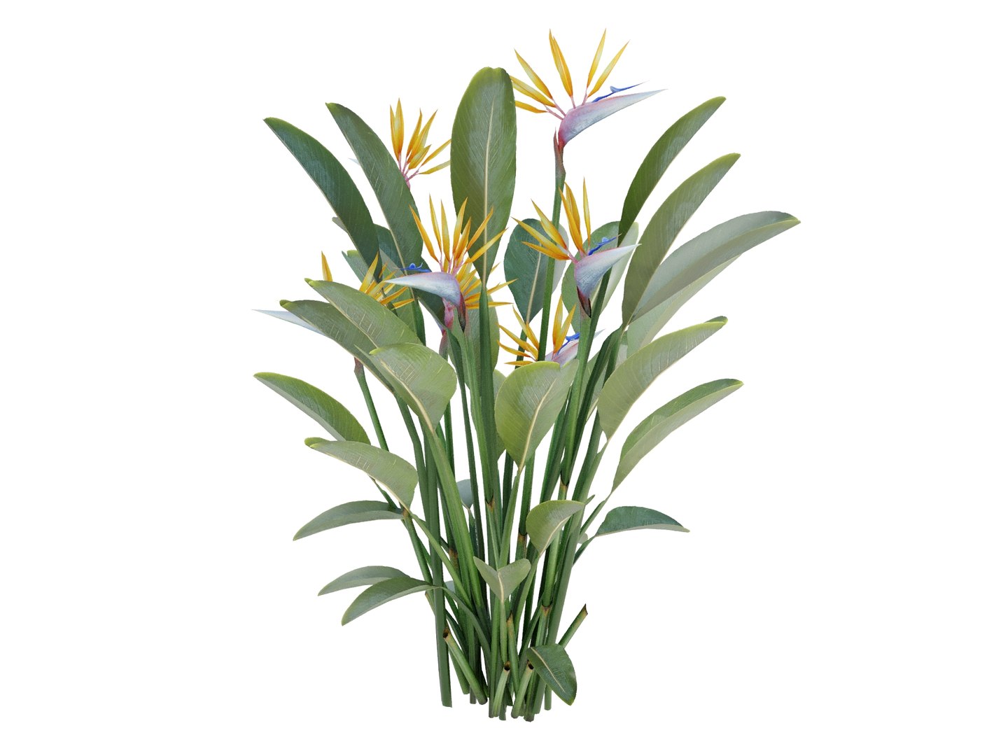 plant strelitzia reginae 3D model https://p.turbosquid.com/ts-thumb/6M/ANoVDS/Zj/strelitziareginaebirdrender03/jpg/1700570201/1920x1080/fit_q87/872e94f5e7f05025842d65d58fea184eb045b0b8/strelitziareginaebirdrender03.jpg