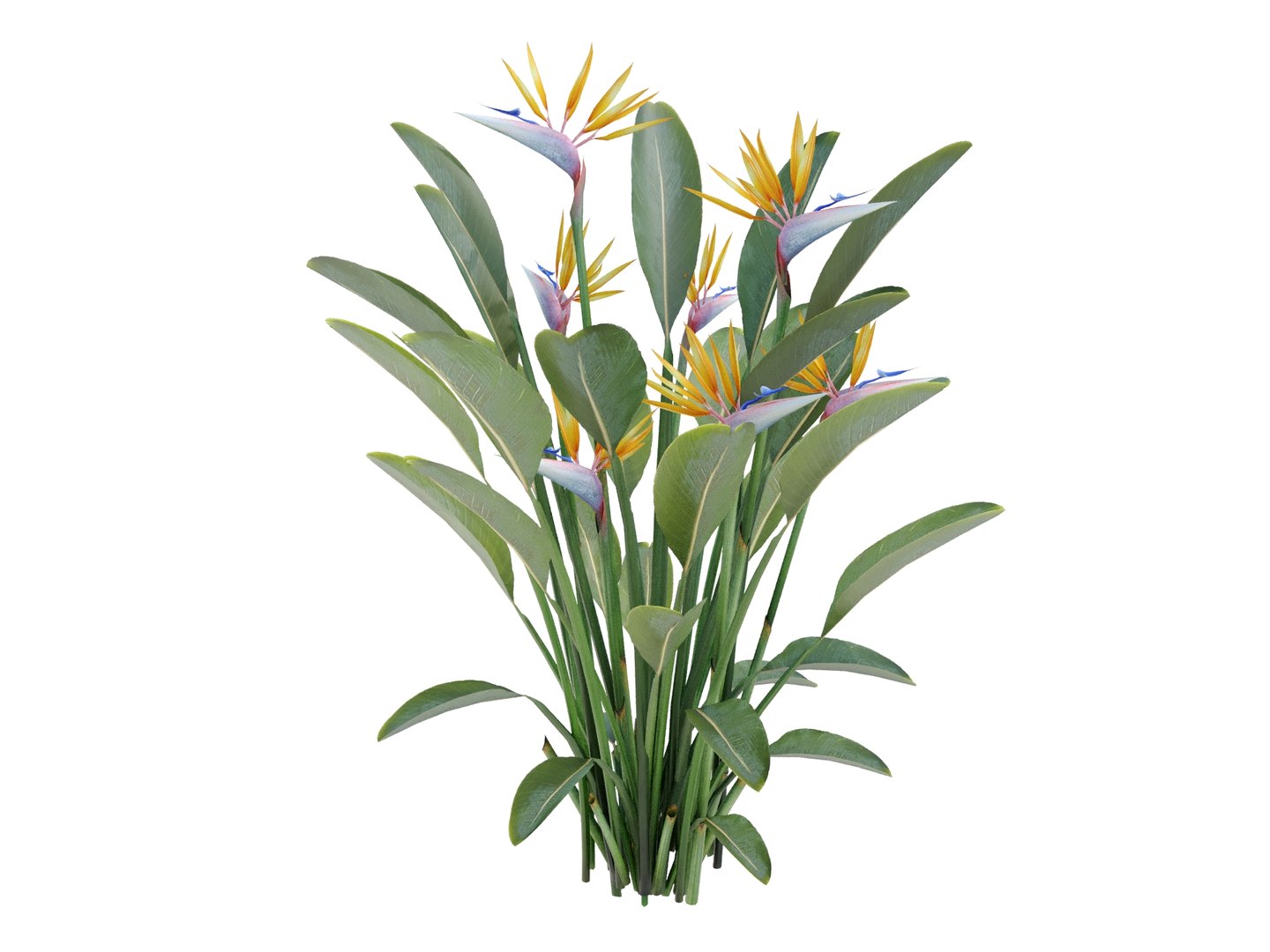plant strelitzia reginae 3D model https://p.turbosquid.com/ts-thumb/6M/ANoVDS/hY/strelitziareginaebirdrender02/jpg/1700570200/1920x1080/fit_q87/7ae320201a41cc066163b247638c84223a7dcdf5/strelitziareginaebirdrender02.jpg