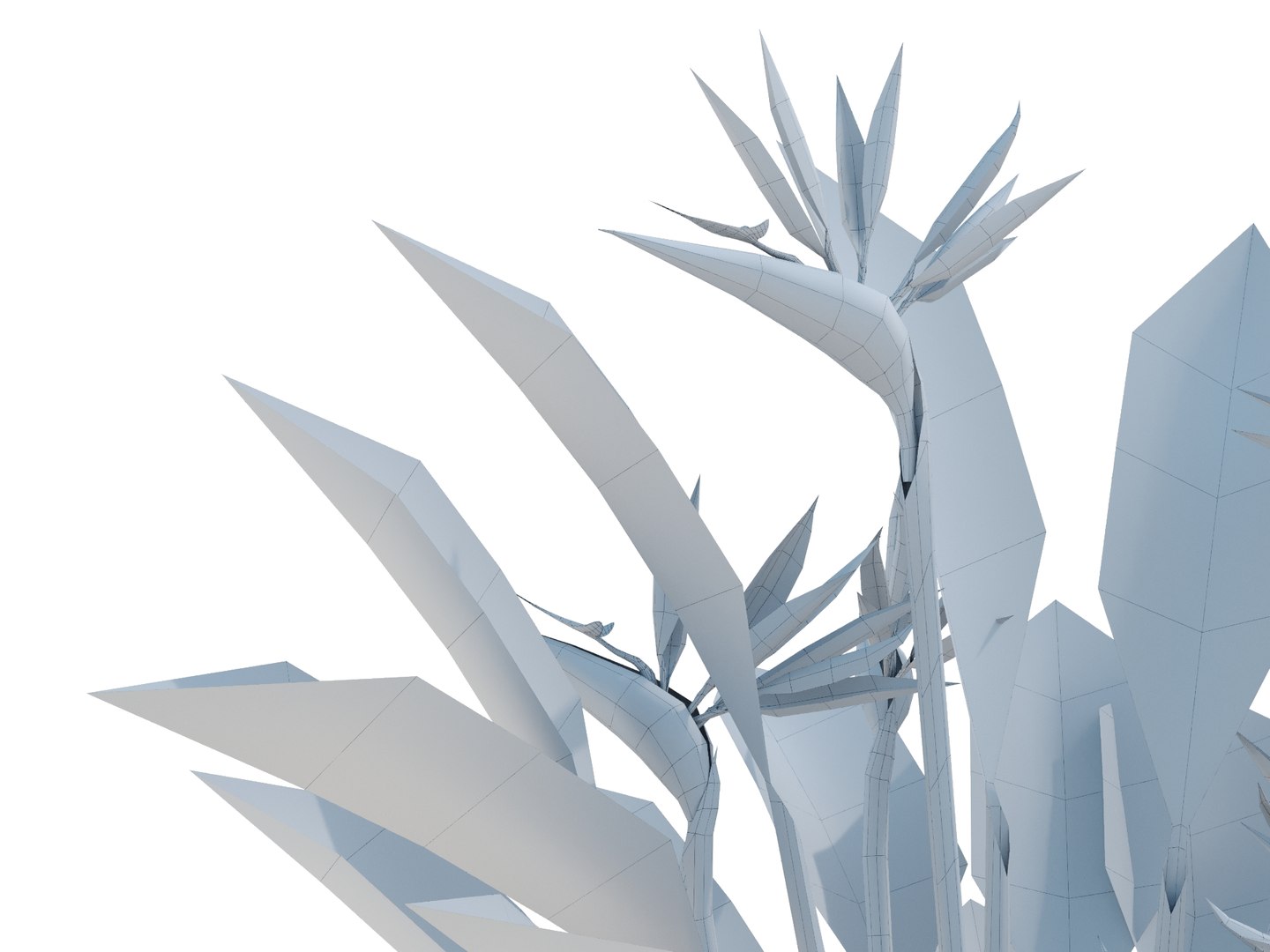 plant strelitzia reginae 3D model https://p.turbosquid.com/ts-thumb/6M/ANoVDS/ro/strelitziareginaebirdrender05wire/jpg/1700570202/1920x1080/fit_q87/7f70b82431975efce161a6bb8777e67c11ba4e2b/strelitziareginaebirdrender05wire.jpg