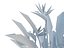 STRELITZIA REGINAE PARADIESVOGEL