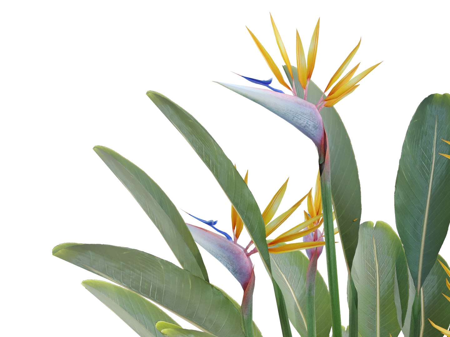 plant strelitzia reginae 3D model https://p.turbosquid.com/ts-thumb/6M/ANoVDS/sF/strelitziareginaebirdrender05/jpg/1700570204/1920x1080/fit_q87/6ce628a9e3e6c2315e7d358427b2f3451c33e5fc/strelitziareginaebirdrender05.jpg