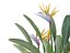 STRELITZIA REGINAE PARADIESVOGEL
