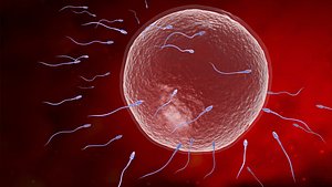 3D Sperm eggs fertilization  medical treatment
