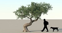 Olive Tree Type 01