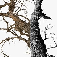 Tree Scan Ultra HQ mesh 4x16k  10x4k Textures