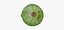Cukinia Cousa Squash 02 SKAN RAW