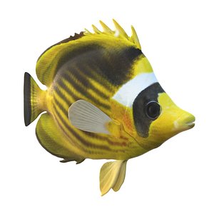 3D model Raccoon Diagonal Butterflyfish