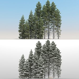 10 Picea Engelmannii Trees with snow