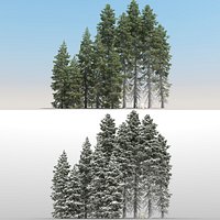 10 Picea Engelmannii Trees with snow