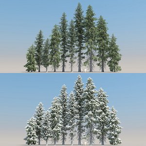3d model 20 picea engelmanni trees
