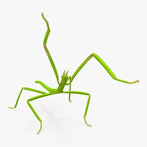 Stick Insect Green Attack Pose