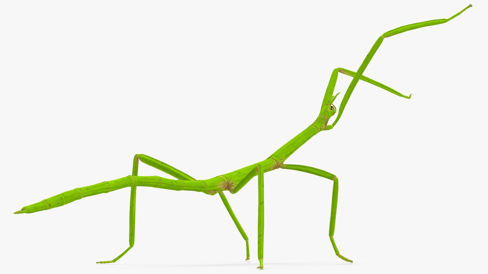 3D Stick Insect Green Attack - TurboSquid 1471770