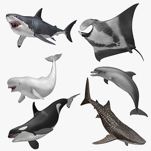 Aquatic Animals Collection